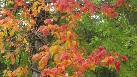 leaf details with large color graduations