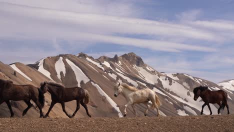 Una-Serie-De-Caballos-Islandeses-Cruzando-De-Derecha-A-Izquierda-Frente-A-Las-Montañas-De-Riolita-De-Landmannalaugar,-Capturados-En-Verano.