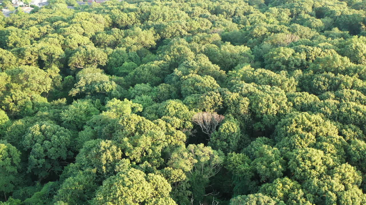 órbita aérea sobre las copas de los árboles verdes en un parque en un día soleado