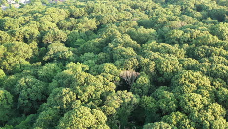 aerial orbit above the green tree tops in a park on a bright sunny day