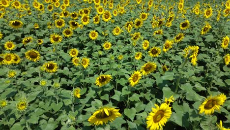 Vista-Aérea-Del-Campo-De-Girasoles-En-Un-Día-Soleado