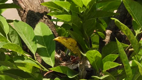 Nest-Mit-Rot-Belüfteten-Bulbul-Küken-