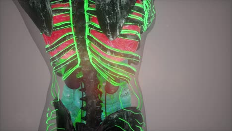 exploración de tomografía anatómica del cuerpo humano