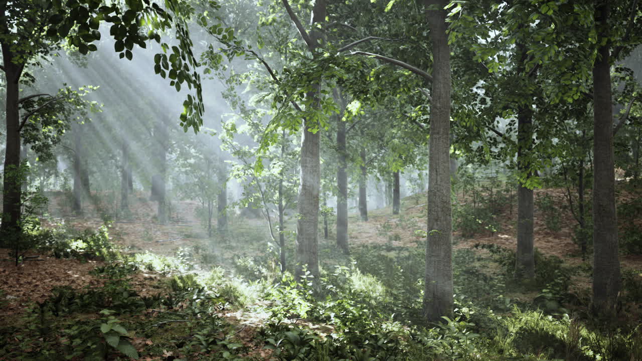 숲 속의 여름 안개