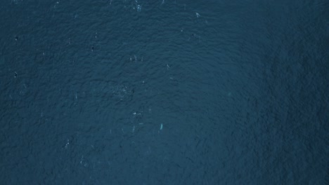 overhead view of huge dolphin pod