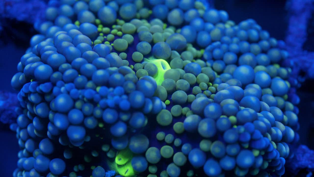 Macro shot of Ricordea yuma coral under actinic lighting, with dense bubble-like polyps fading from deep blue at the edges to blue-green near the center around a vivid green mouth