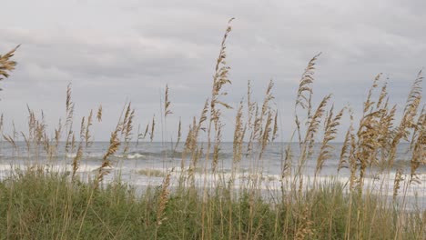 sea oats with ocean waves in background in slow motion