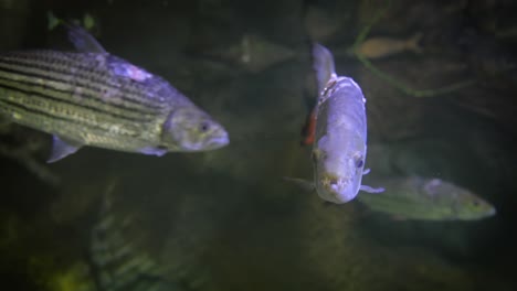 hydrocynus goliath, también conocido como pez tigre goliath, pez tigre gigante o mbenga, es un pez de agua dulce depredador africano muy grande de la familia alestidae.