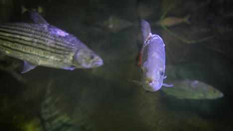 hydrocynus goliath, also known as the goliath tigerfish, giant tigerfish, or mbenga, is a very large african predatory freshwater fish of the family alestidae.