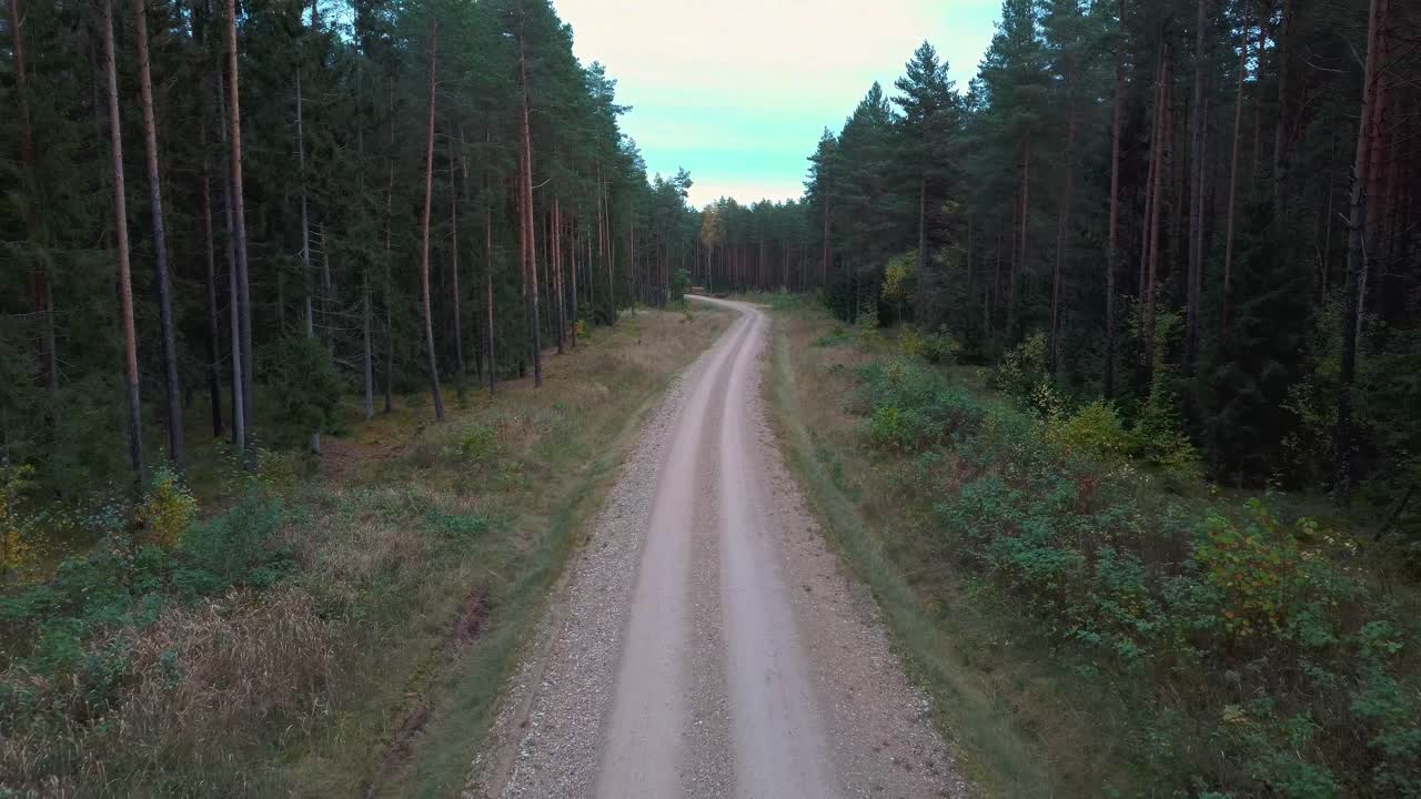 strada di campagna ghiaiosa in boschi di pini verdi che crescono su entrambi i lati