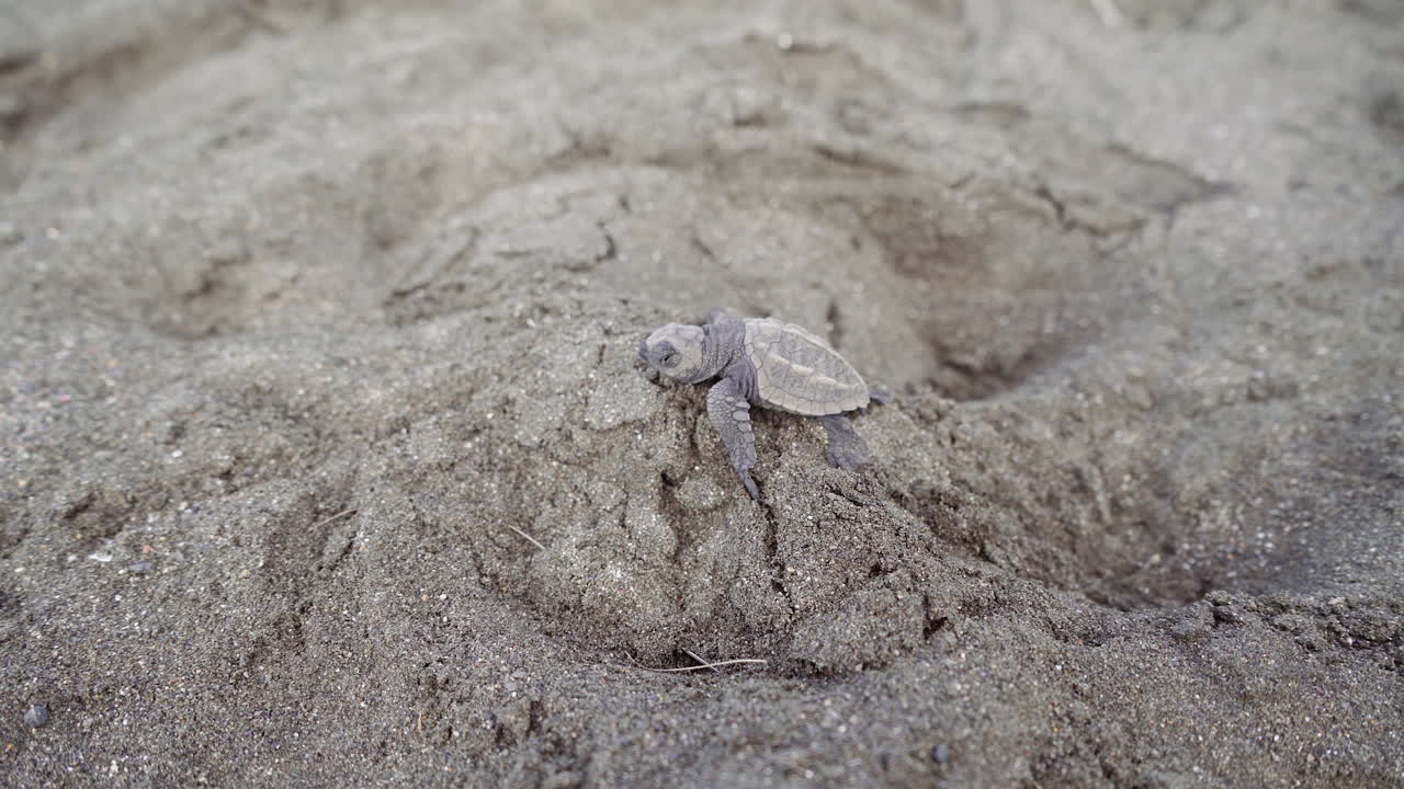 Olive ridley sea turtle, Lepidochelys olivacea, is heading towards the water at the nesting beach of Ostional Wildlife Refuge, Guanacaste, Costa Rica