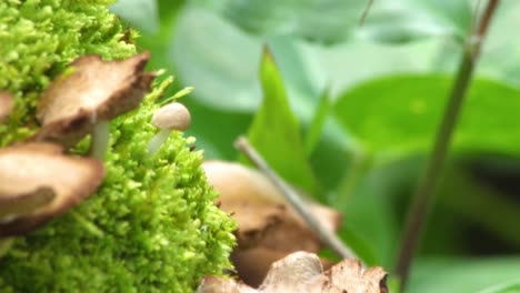 a family of mushrooms grows on a moss covered rock in hawaii