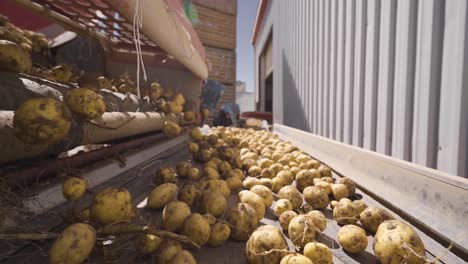 patatas con tierra y polvo moviéndose en una cinta transportadora en cámara lenta.