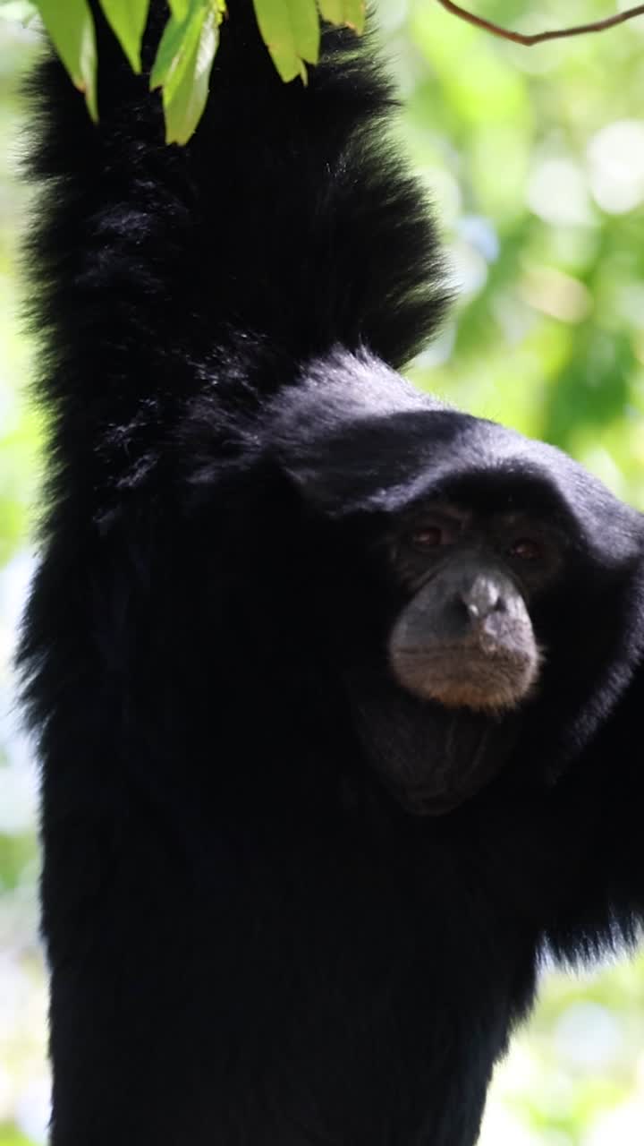 gibón balanceándose entre los árboles en el zoológico de khao kheow