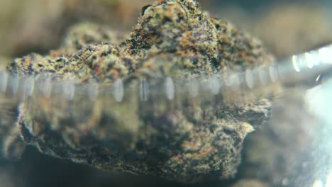 macro video giratorio de una planta de cannabis, cepas híbridas, sativa crujiente, flor de marihuana en un vidrio transparente, neblina púrpura, video 4k, iluminación de estudio, resplandor mágico, movimiento suave