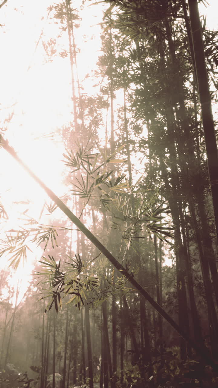 Sun shines through forest trees vertical