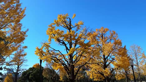 bright yellow autumn ginkgo trees with clear blue skies in tokyo station