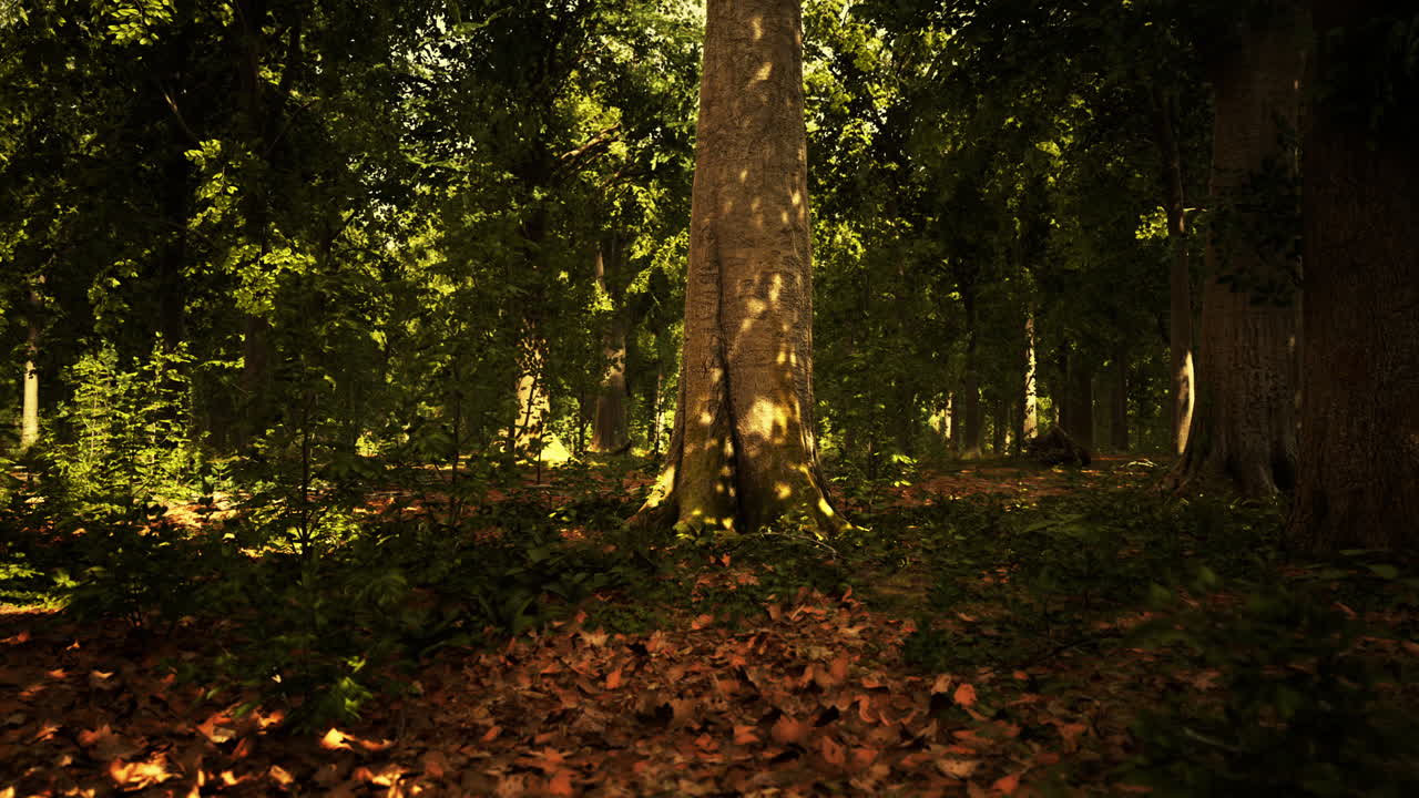 Fitta foresta oscura con muschio e raggi di sole che filtrano