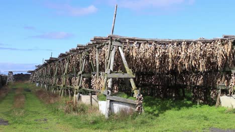 fish drying on wooden old racks in iceland