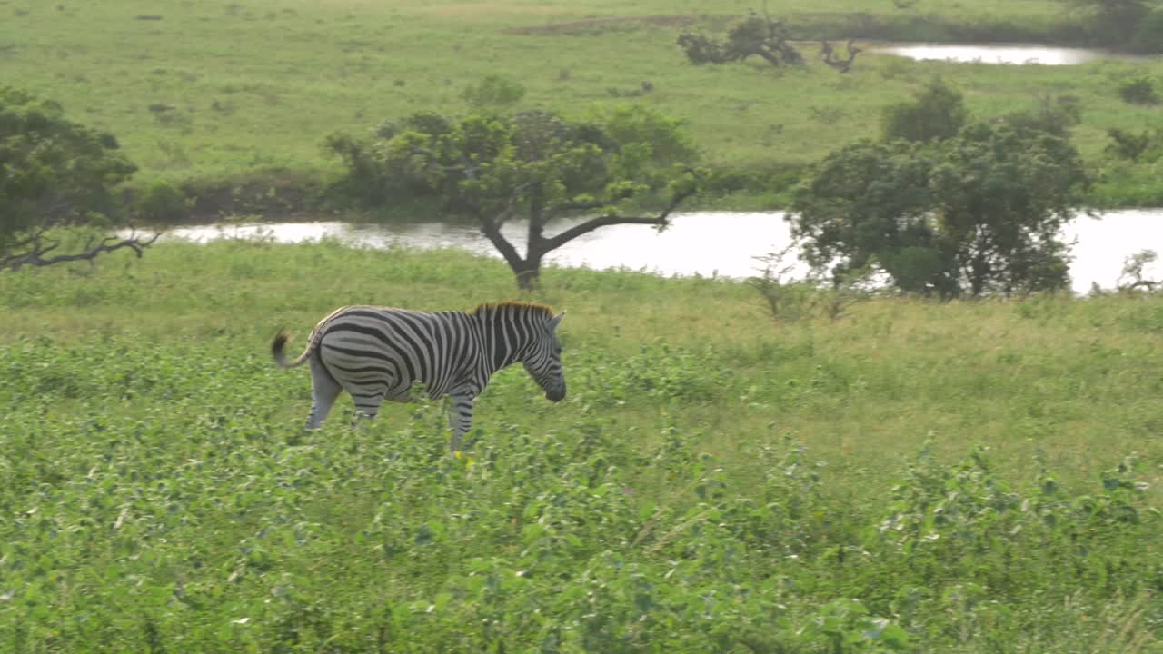 Inquadratura a seguire di zebre che pascolano in un pascolo sudafricano durante una giornata di sole