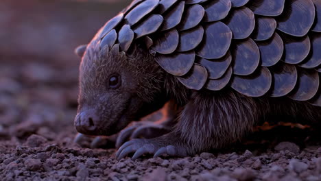 pangolin at sunset