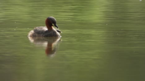 Pato-Silbando-Nadando-Uhd-Mp4-4k