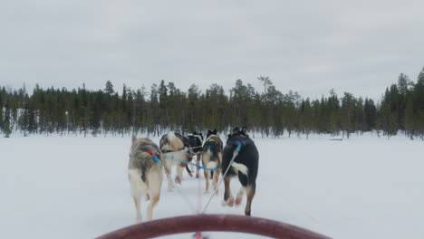 husky dog sledding through snowy forest