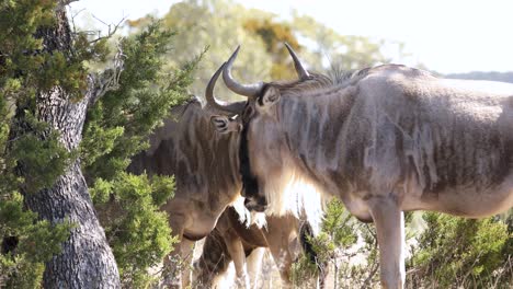 Gruppe-Von-Gestromten-Gnu,-Die-An-Einem-Sonnigen-Tag-Im-Wildreservat-In-Südafrika-Stehen