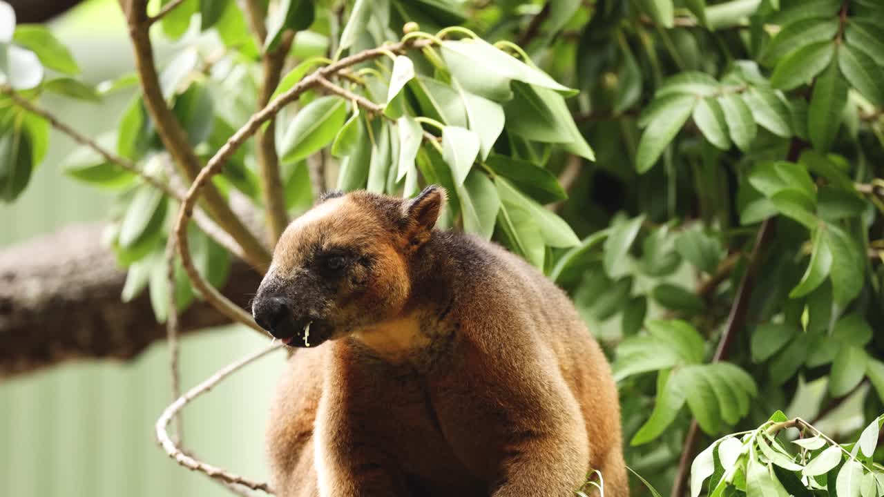 un canguro de árbol descansa en una rama, rodeado de follaje.