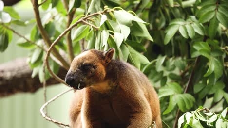 a tree kangaroo rests on a branch, surrounded by foliage.