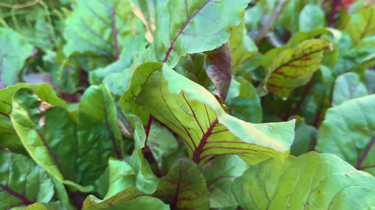 slow tracking shot of green beetroot leaves growing in the garden