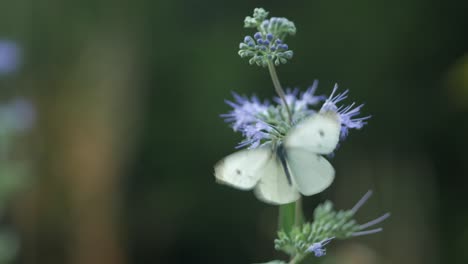 white butterfly sitting on blue flower and fly away