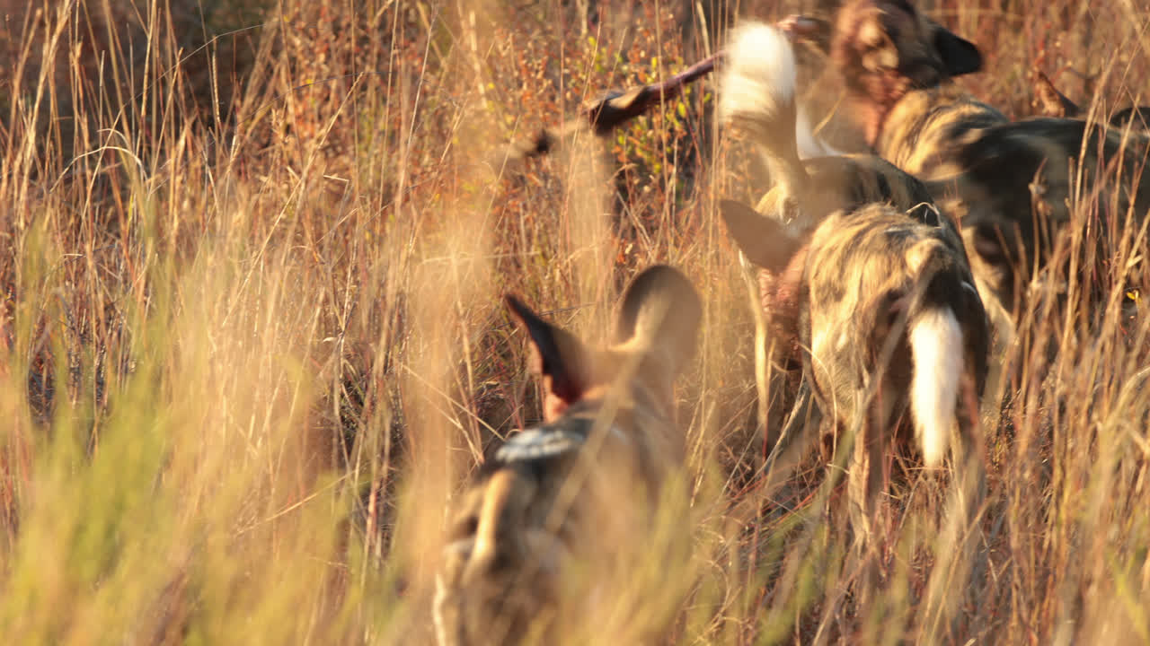 Hyenas playing in the long grass