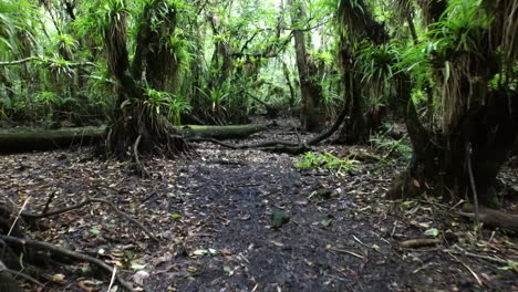 Bromeliads-and-pond-apples-in-a-dry-swamp-in-the-Everglades-Florida