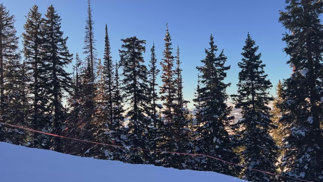 유타의 따뜻한 봄 저녁 황금 시간 동안 록키 산맥의 스키 리조트에 있는 크고 마른 눈 덮인 소나무의 오른쪽 트럭 핸드헬드 샷