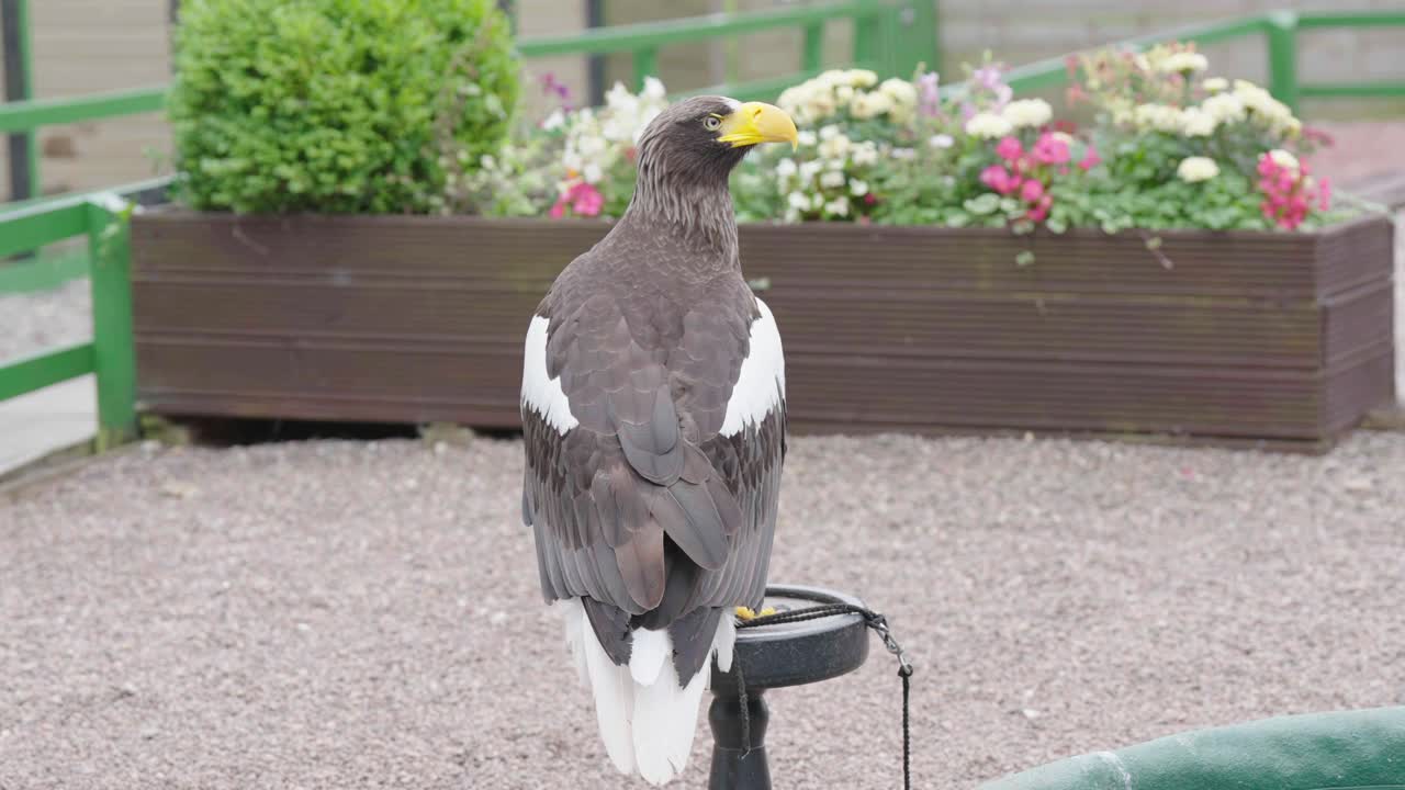 aves de rapiña en cautiverio