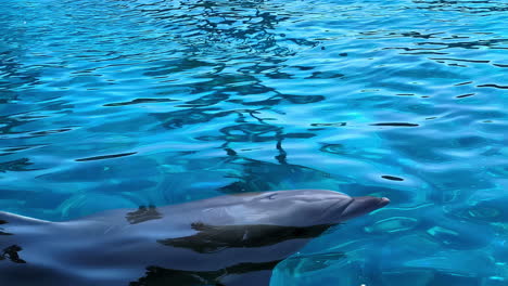 un delfín sube a la superficie del tranquilo agua azul del océano