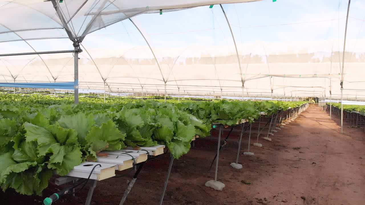 Hydroponic farm with rows of leafy green vegetables growing in greenhouse