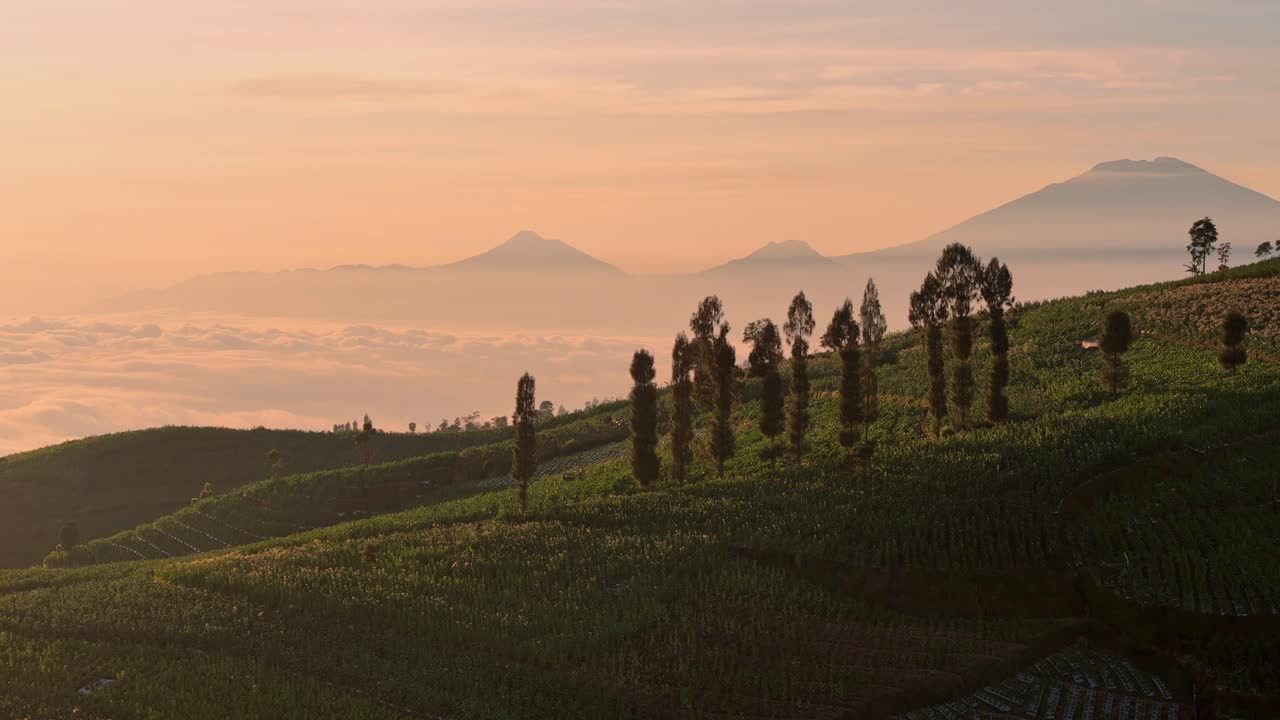 Beautiful rural scene featuring cultivated hills and distant mountain peaks rising above the fog during golden sunrise for calm and dreamy effect. Aerial view of tropical plantation on hillside