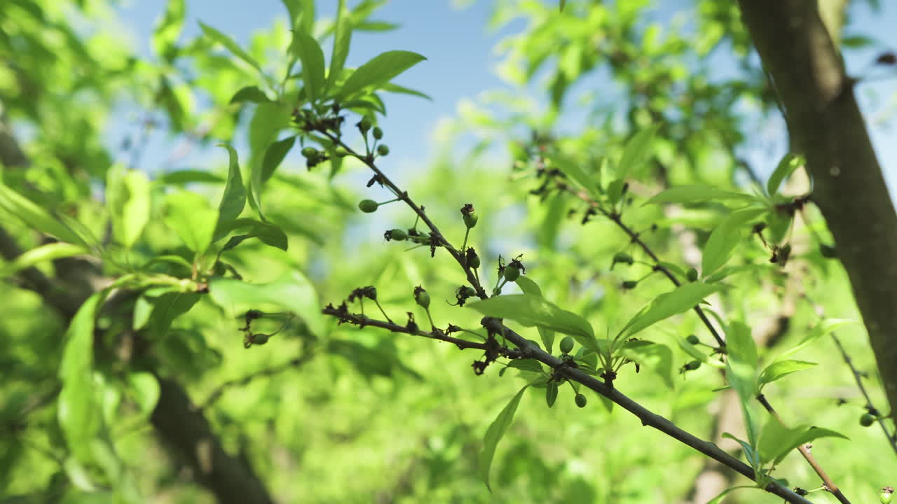 The wind stirs the leaves and green fruit buds of plums on the branch.