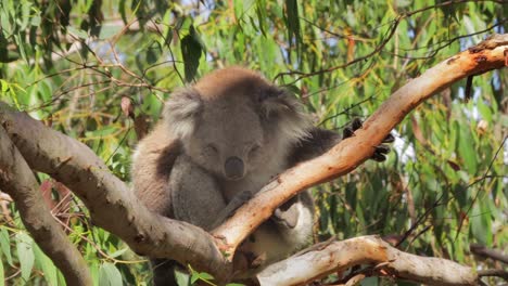 koala sleeping sitting in tree holding onto tree branch