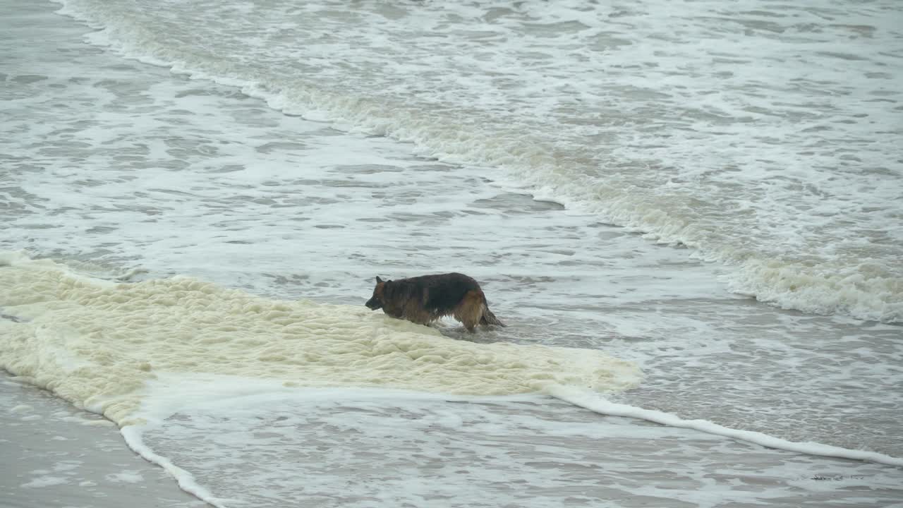 un gran perro marrón entrando en el agua en el mar