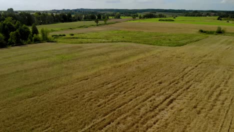 Luftaufnahmen-über-Goldfeld-Aus-Nächster-Nähe,-Lichtkomposition-In-Natürlicher-Landschaft-Am-Tag,-Dorfklima-Zur-Erntezeit-In-Ostpolen