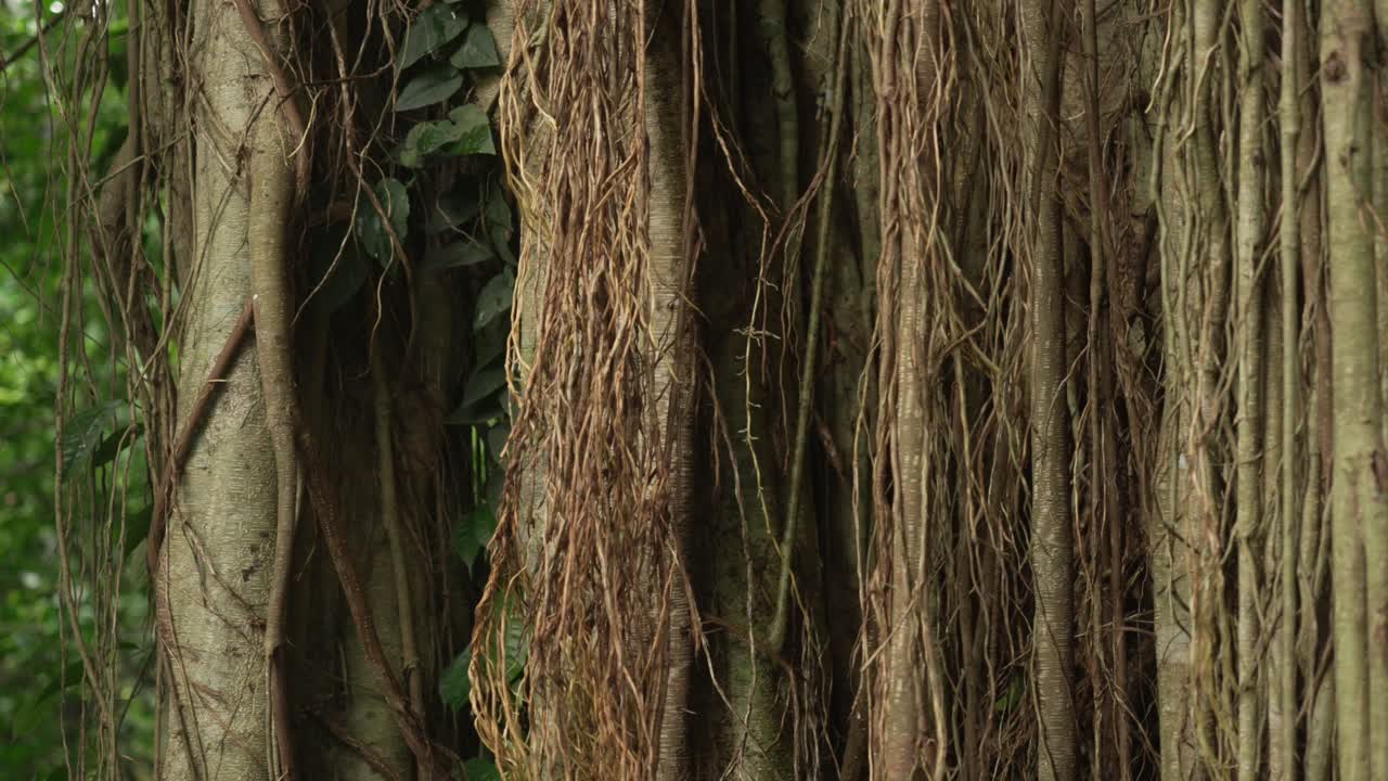 Liana wood vine jungle humid rainforest Indonesia Ubud woody stems up-close