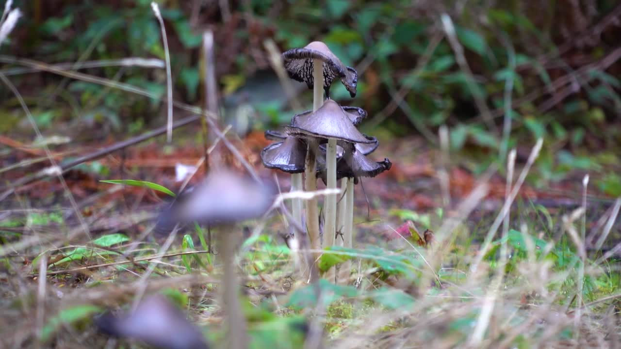 hongo de gorra de tinta
