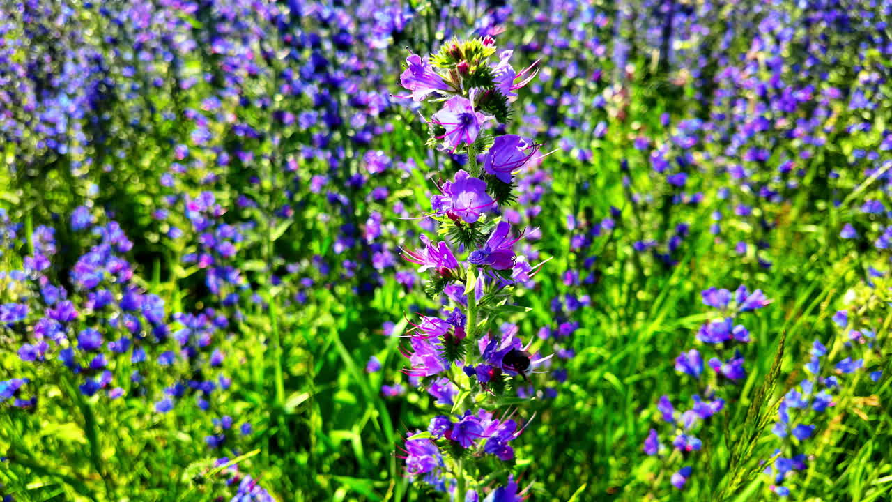 Closeup shot of wildflowers Latvia in garden with honeybee flying around it. Slow motion shot.