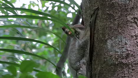aldut colugo sacando la lengua