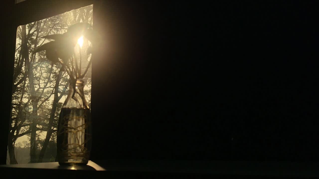 Golden sunlight shines through money plant leaves in glass water pot, dreamy reflections. aesthetic indoor nature shot, peaceful, meditative and cinematic visuals.