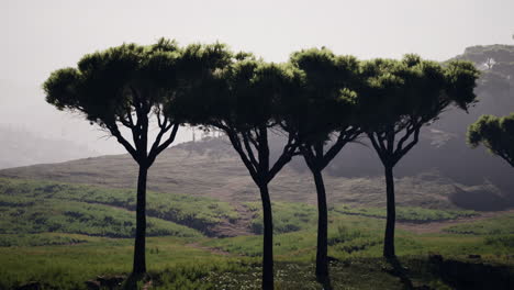 Toma-Aérea-De-La-Sabana-De-Kenia