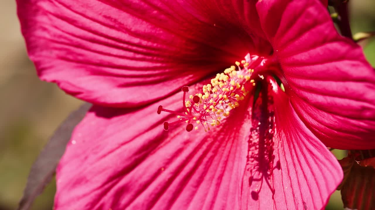 Vista dettagliata di un vivace fiore di ibisco